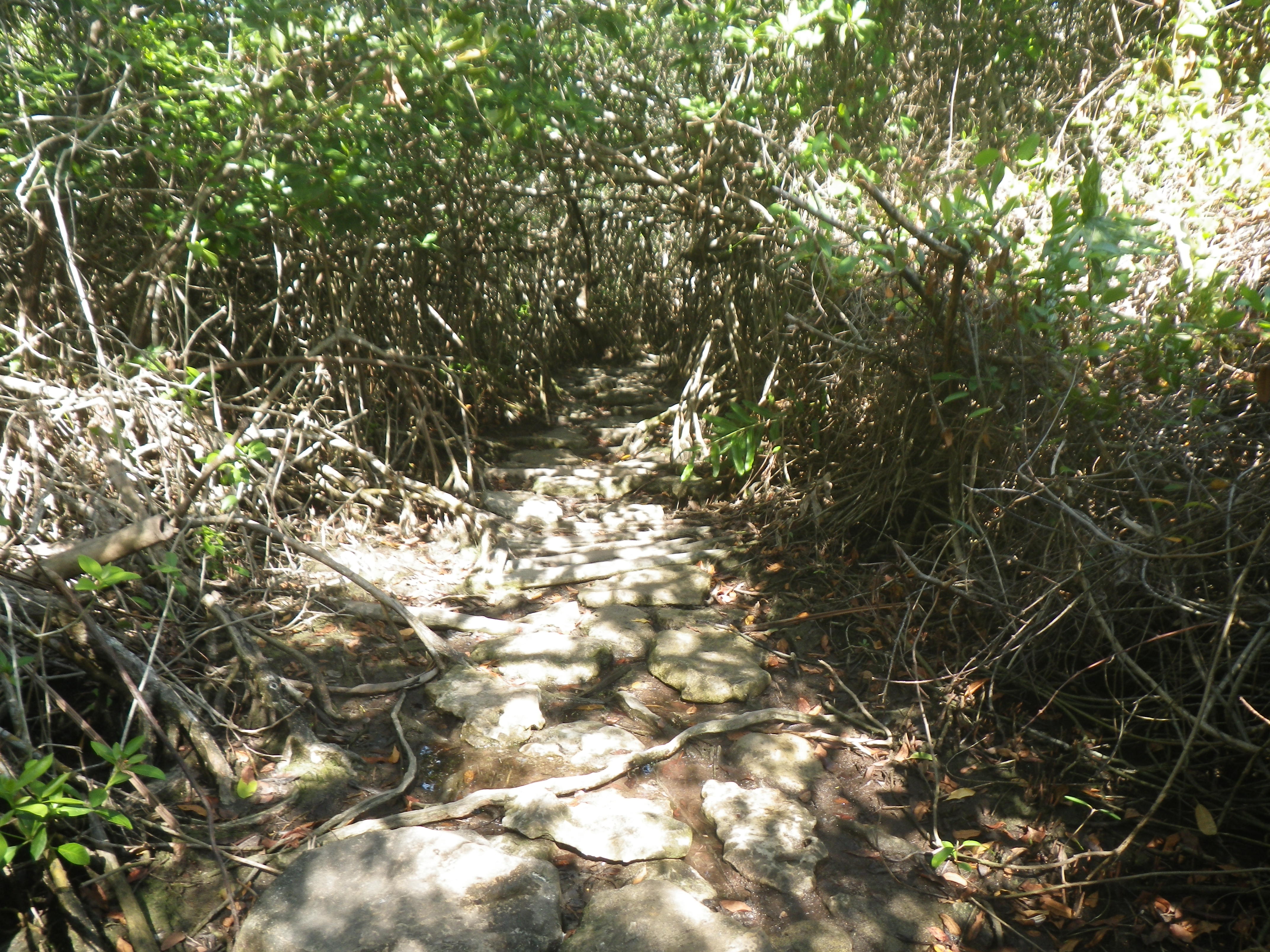Jungle path to cenote