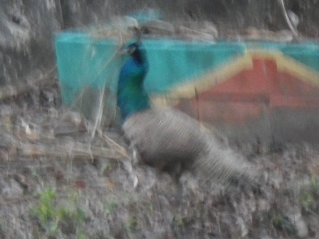 peacock, travel, Yucatan
