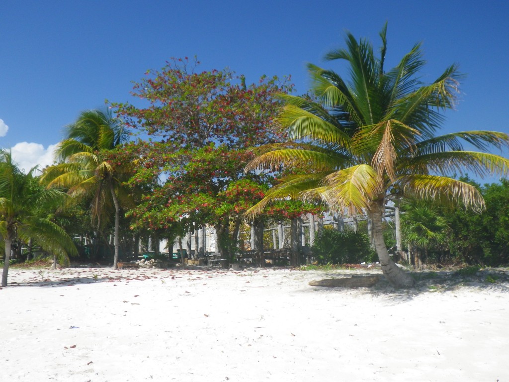 tree, travel, Yucatan, Riviera Maya