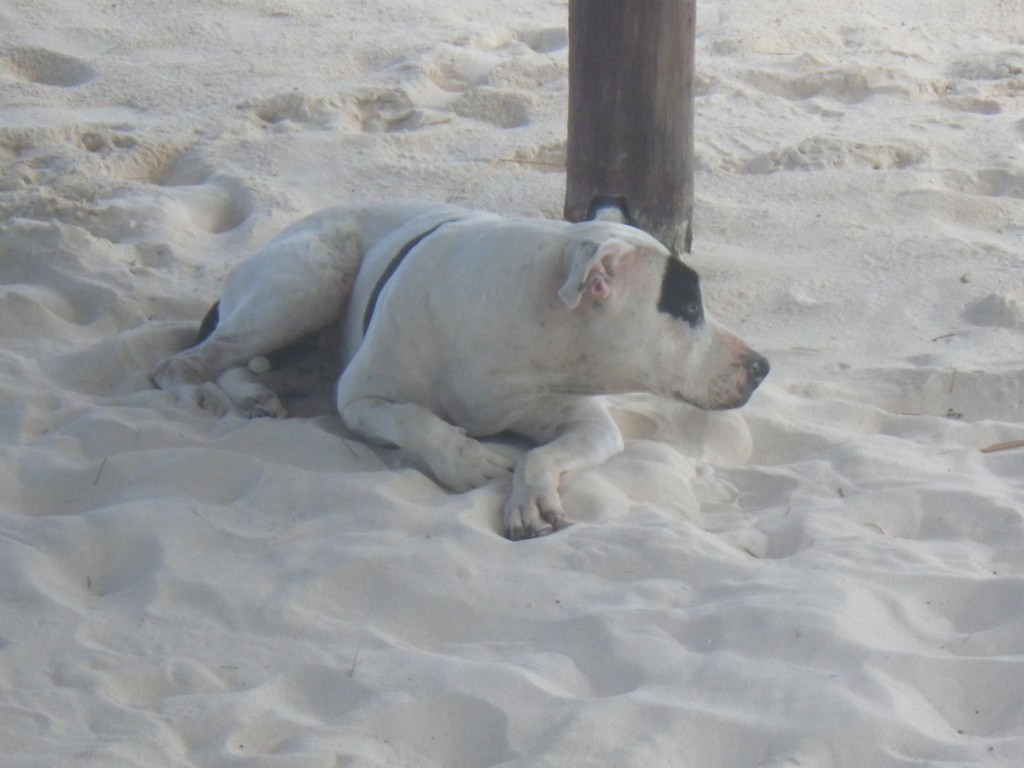 sand dog, beach, Yucatan, Riviera Maya